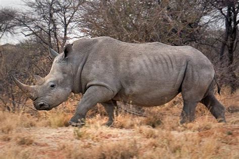 biggest rhino in the world.